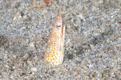 Apterichtus klazingai