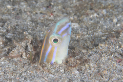Xiphasia setifer