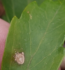 Volutella pachysandrae