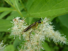 Tenthredo finschi