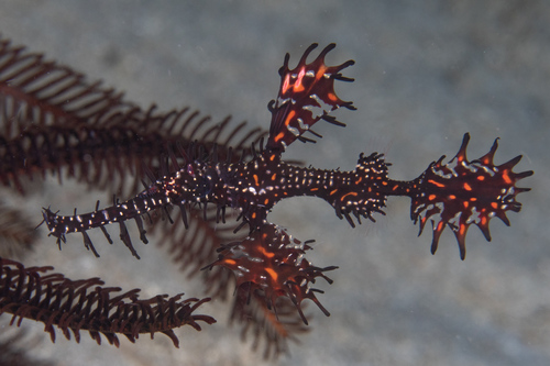 Ornate Ghostpipefish