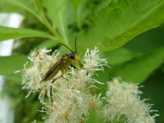 Tenthredo finschi