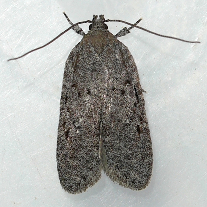 Exaeretia scabella