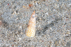 Apterichtus klazingai