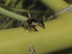 Habronattus hirsutus