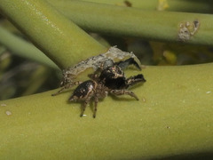 Habronattus hirsutus