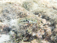 Halichoeres nebulosus