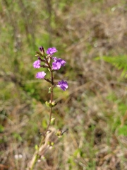 Buchnera floridana image