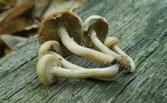 Kuehneromyces marginellus