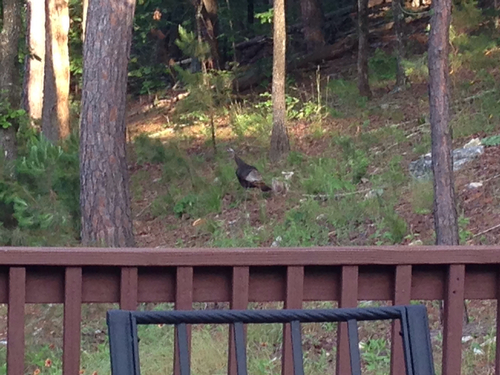 Wild Turkey photographed in Arkansas