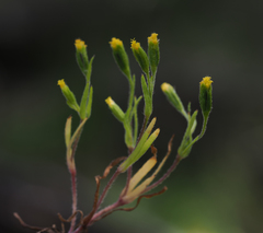 Lasthenia microglossa