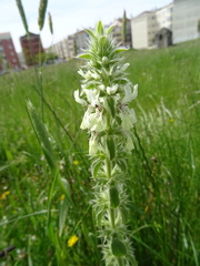 Stachys ocymastrum
