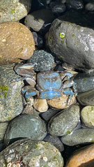 Petrolisthes cinctipes