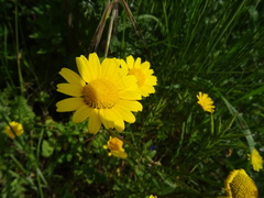Anthemideae