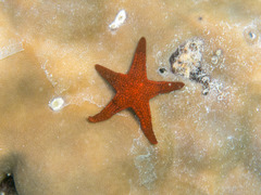 Fromia milleporella