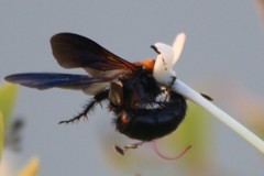 Campsomeriella thoracica