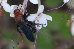 Campsomeriella thoracica