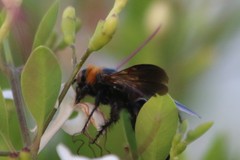 Campsomeriella thoracica