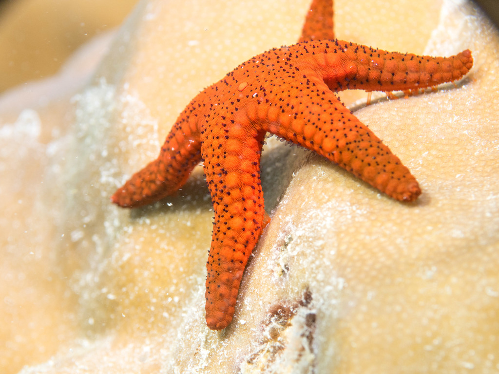 Red Sea Star