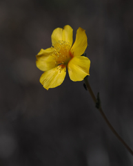 Mentzelia gracilenta