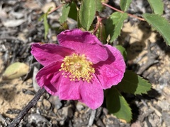 Rosa spithamea