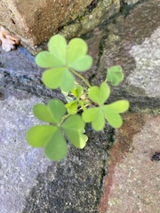 Oxalis grandis