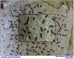 Graphis pyrrhocheiloides