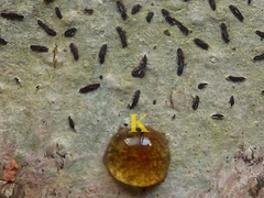 Graphis pyrrhocheiloides