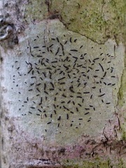 Graphis pyrrhocheiloides