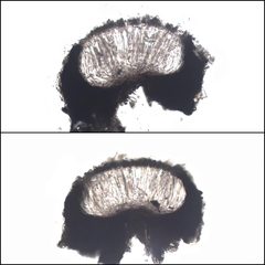 Graphis pyrrhocheiloides