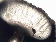 Graphis pyrrhocheiloides