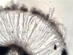 Graphis pyrrhocheiloides