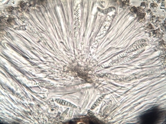 Graphis pyrrhocheiloides