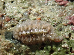 Acanthochitona
