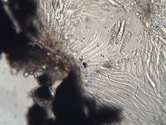 Graphis pyrrhocheiloides