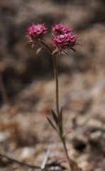 Chorizanthe douglasii