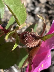 Rosa spithamea