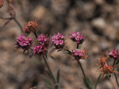Chorizanthe douglasii
