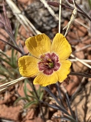 Linum puberulum