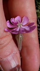 Silene sericea