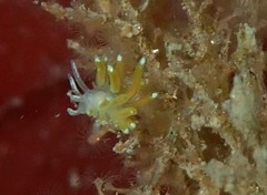 Apata pricei