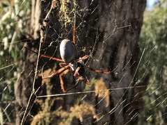 Trichonephila edulis