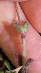 Silene sericea