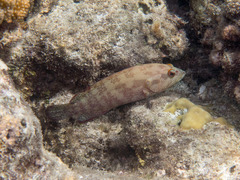 Cephalopholis nigripinnis