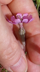 Silene sericea