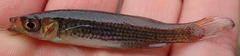 Fundulus nottii