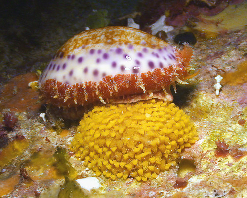 Cypraea chinensis observed 2009-08-03