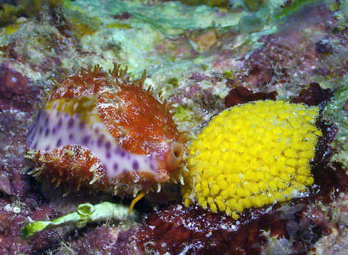 Cypraea chinensis observed 2010-08-21