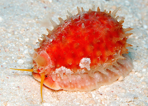Cypraea chinensis observed 2008-09-02
