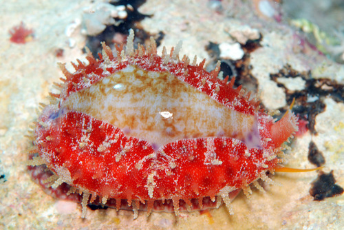 Cypraea chinensis observed 2009-08-03